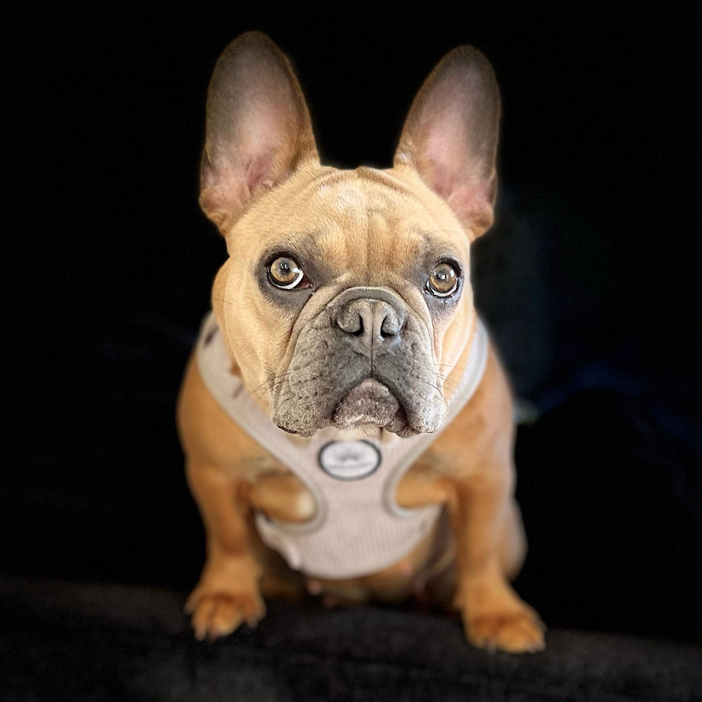 Grey Corduroy Dog Harness Set | Sun's Closet