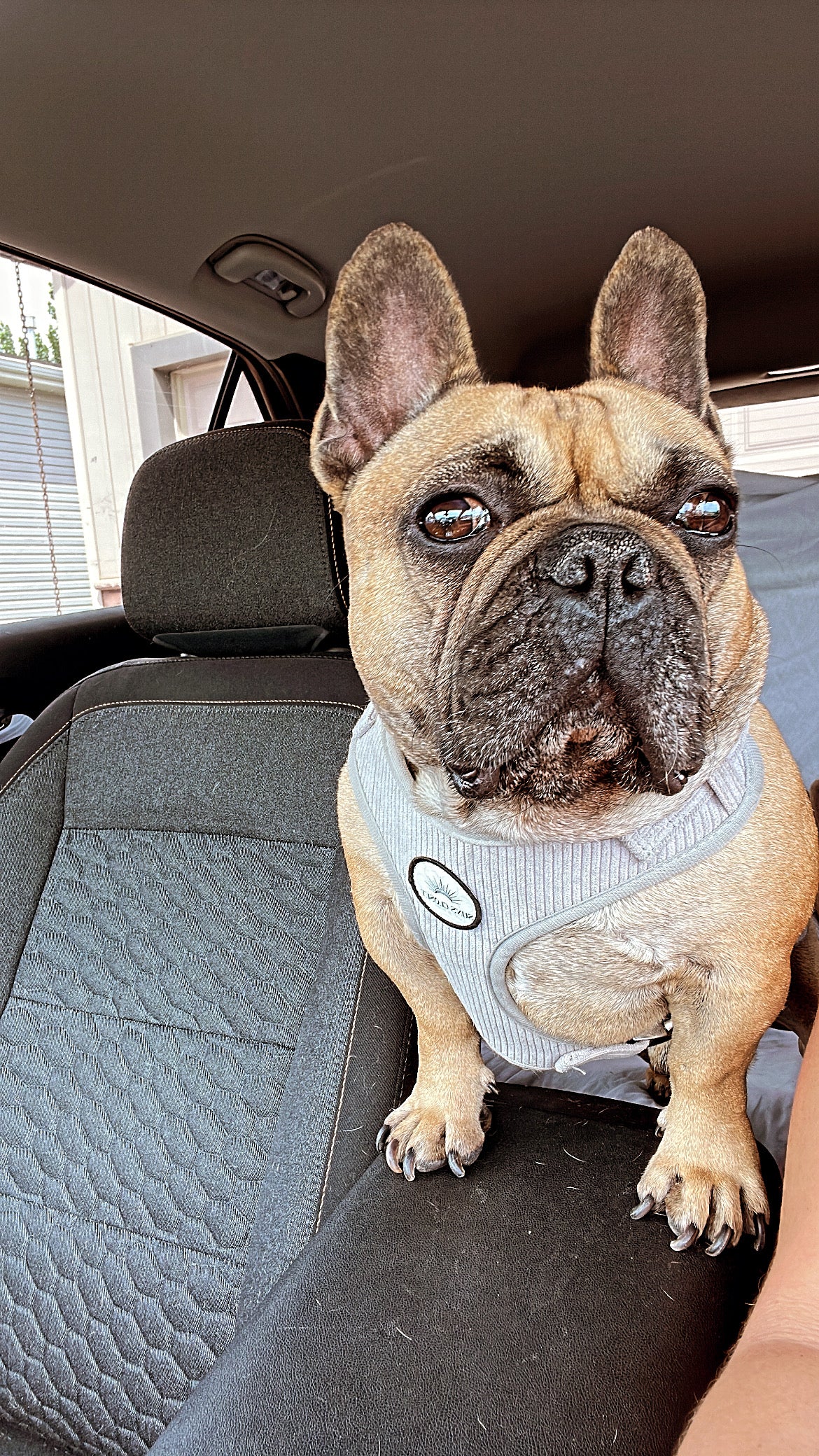 Grey Corduroy Dog Harness Set | Sun's Closet