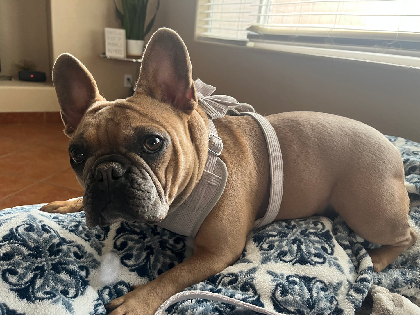 Grey Corduroy Dog Harness Set | Sun's Closet
