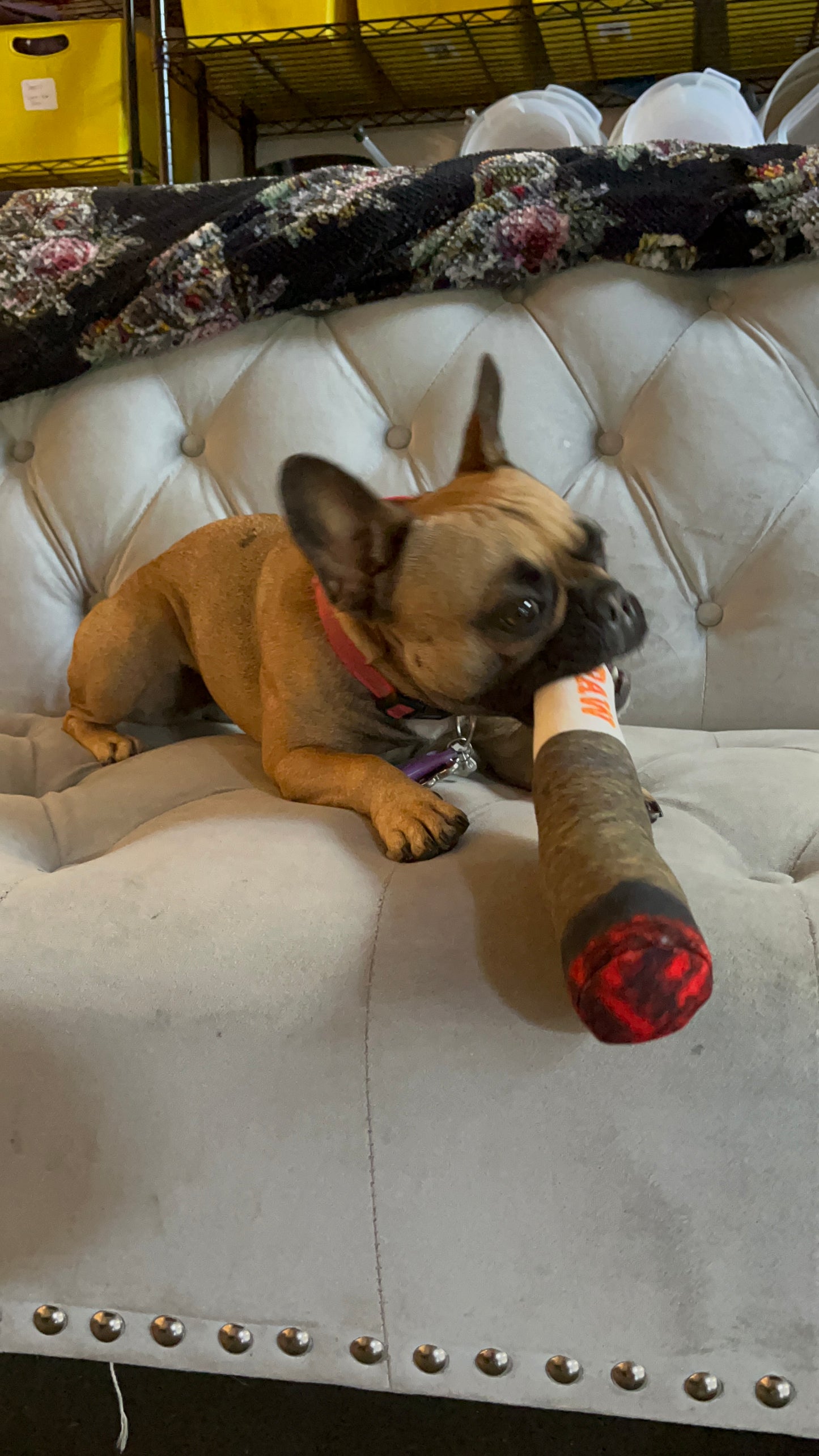 Doggy Joint Plushie with Squeaker