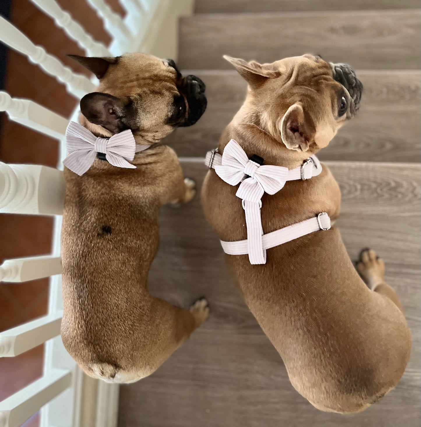 Grey Corduroy Dog Harness Set | Sun's Closet