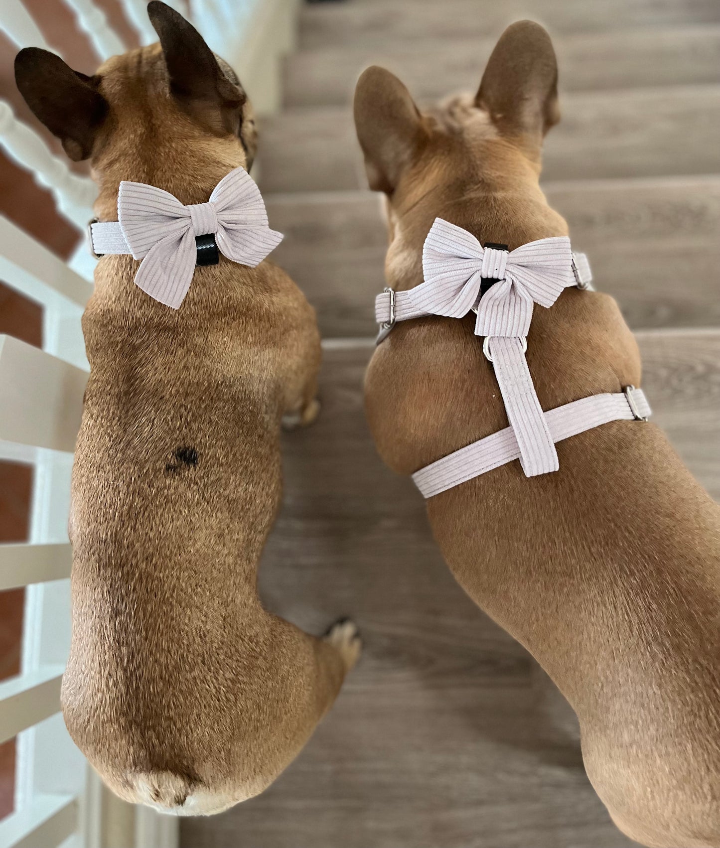 Grey Corduroy Dog Harness Set | Sun's Closet