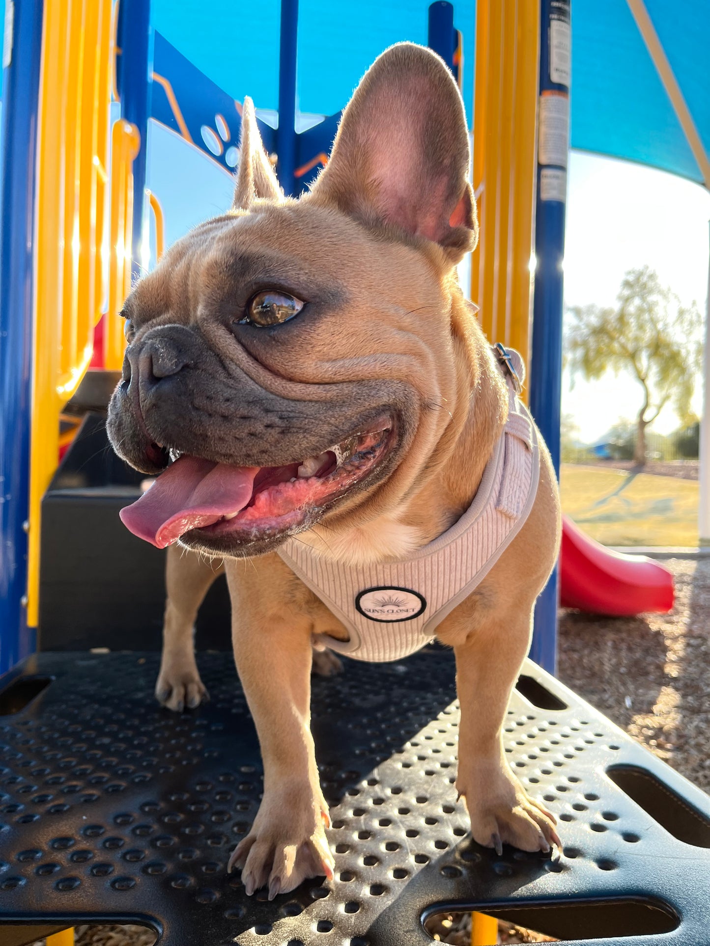 Grey Corduroy Dog Harness Set | Sun's Closet