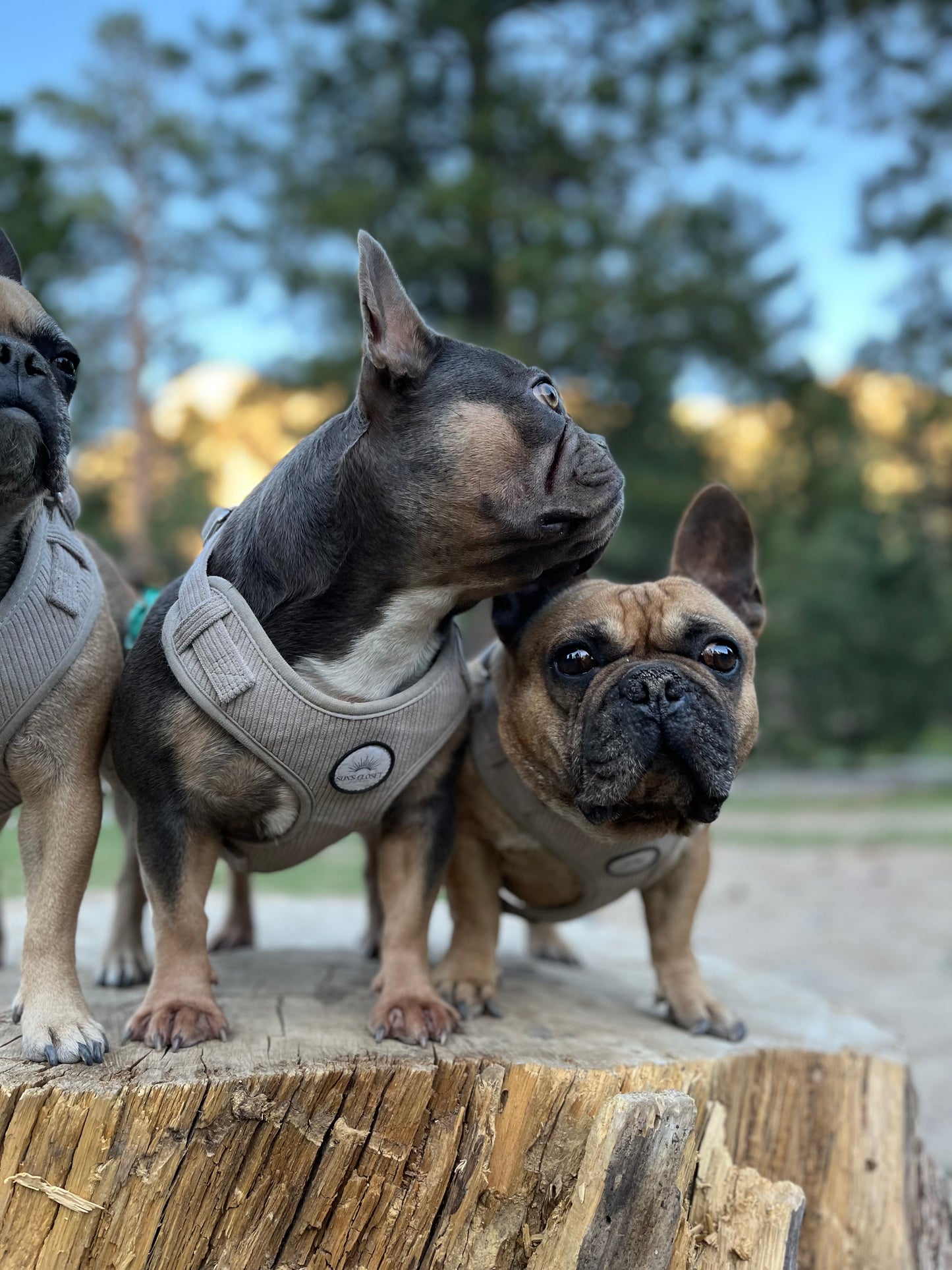 Grey Corduroy Dog Harness Set | Sun's Closet