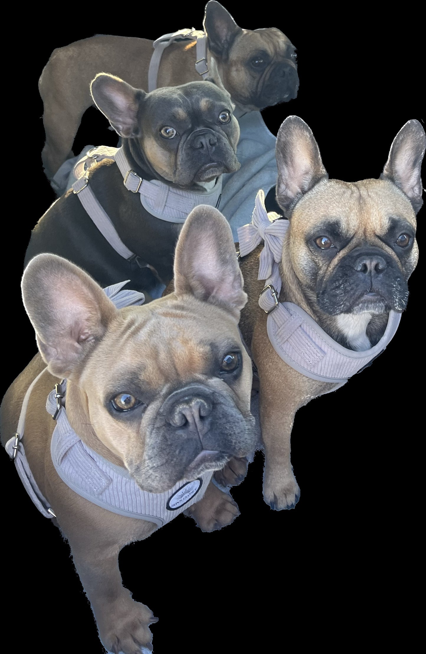 Grey Corduroy Dog Harness Set | Sun's Closet