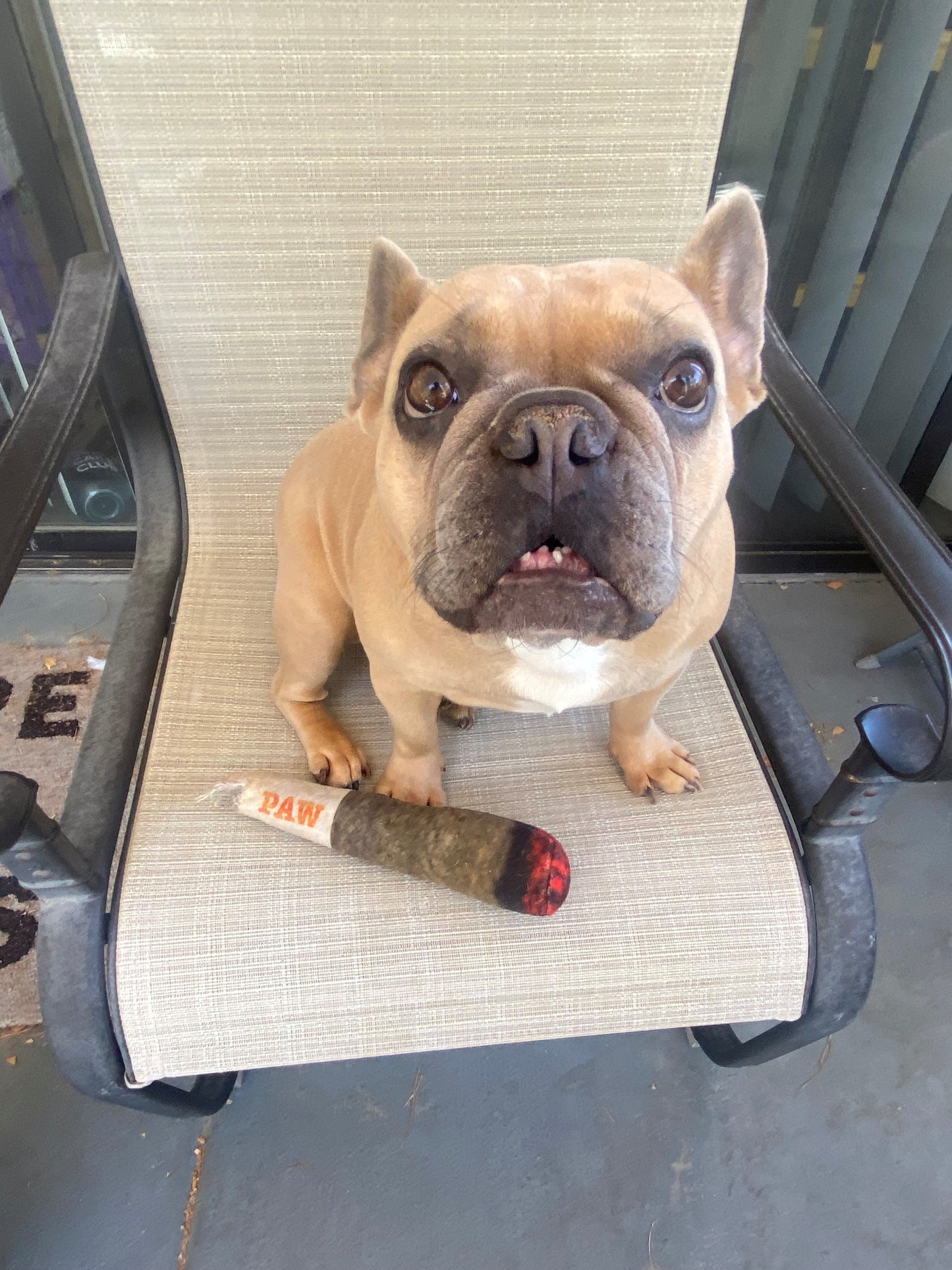 Doggy Joint Plushie with Squeaker